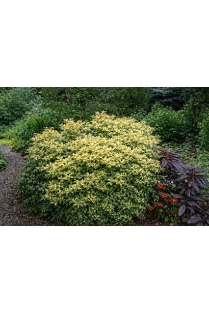 Османтус різнолистий Goshiki дорослий кущ